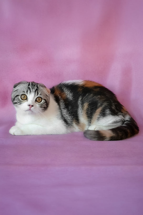 Julija | Scottish Fold Kitten