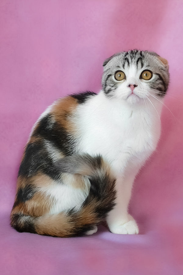 Julija | Scottish Fold Kitten