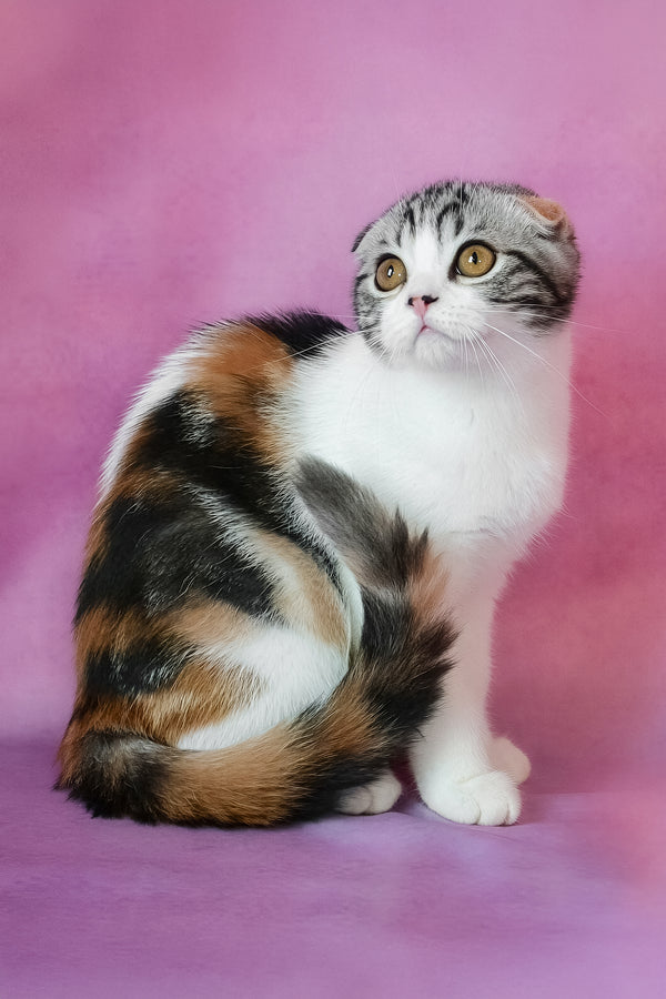 Julija | Scottish Fold Kitten