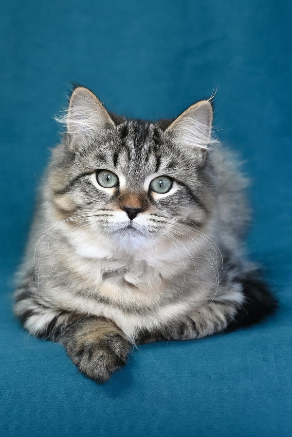 Jumanji | Siberian Kitten