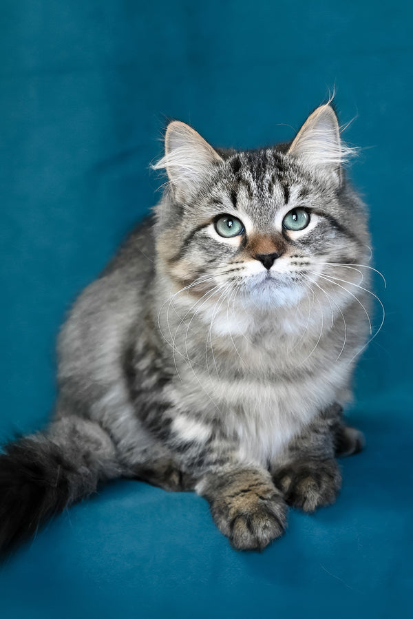 Jumanji | Siberian Kitten
