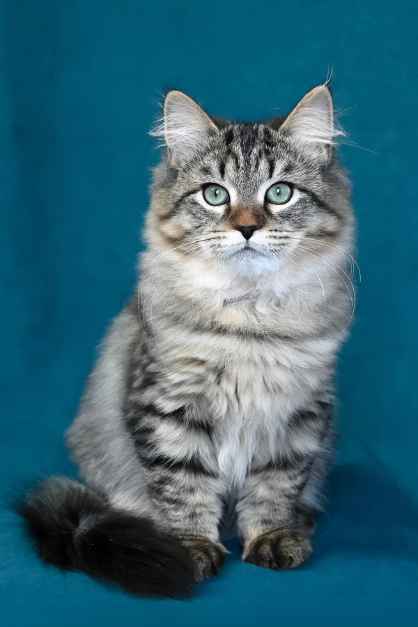 Jumanji | Siberian Kitten