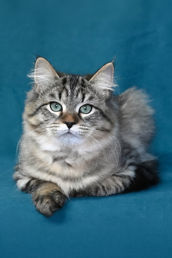 Jumanji | Siberian Kitten