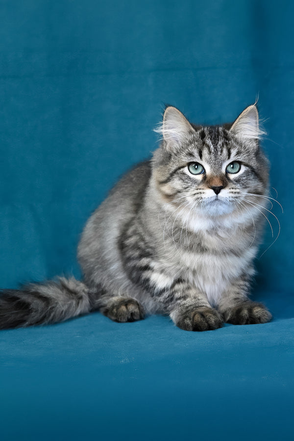 Jumanji | Siberian Kitten