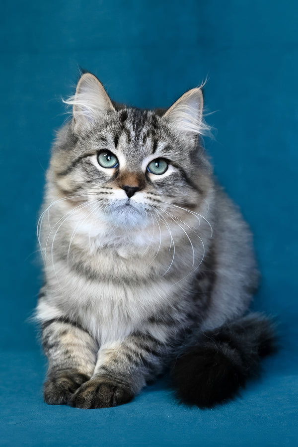 Jumanji | Siberian Kitten