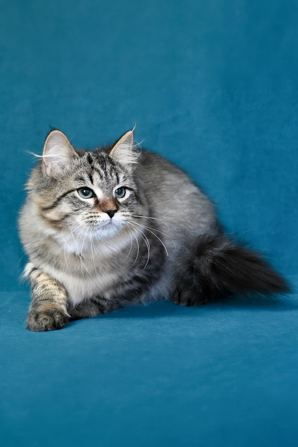 Jumanji | Siberian Kitten