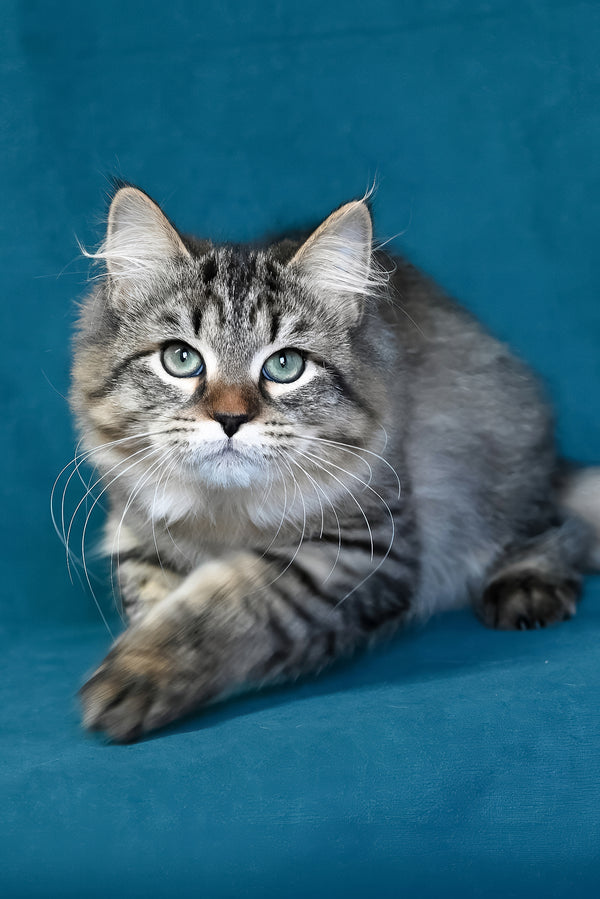 Jumanji | Siberian Kitten