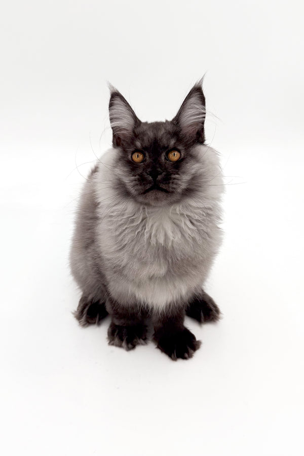 Junon | Maine Coon Kitten