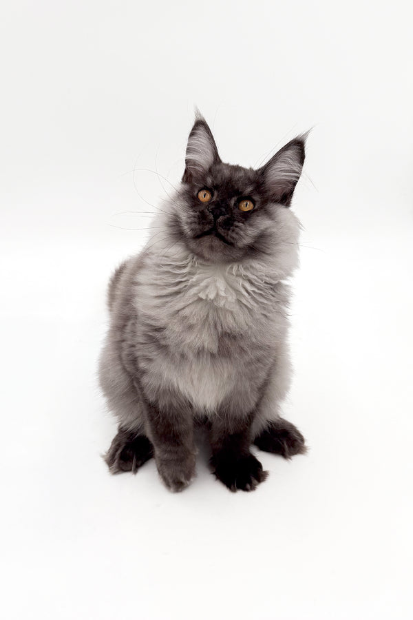 Junon | Maine Coon Kitten