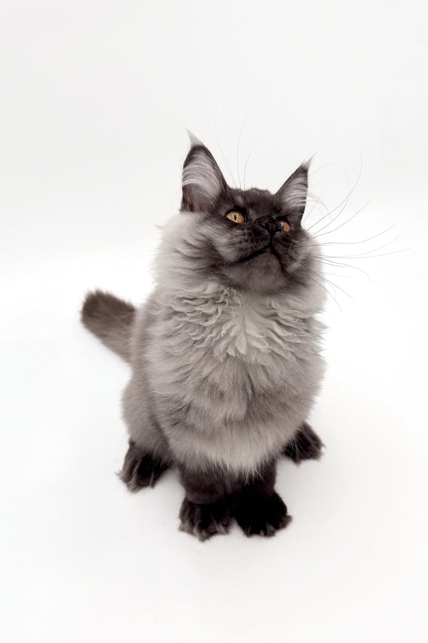 Junon | Maine Coon Kitten