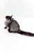 Junon | Maine Coon Kitten