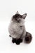 Junon | Maine Coon Kitten