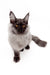 Junon | Maine Coon Kitten