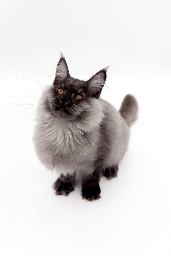 Junon | Maine Coon Kitten