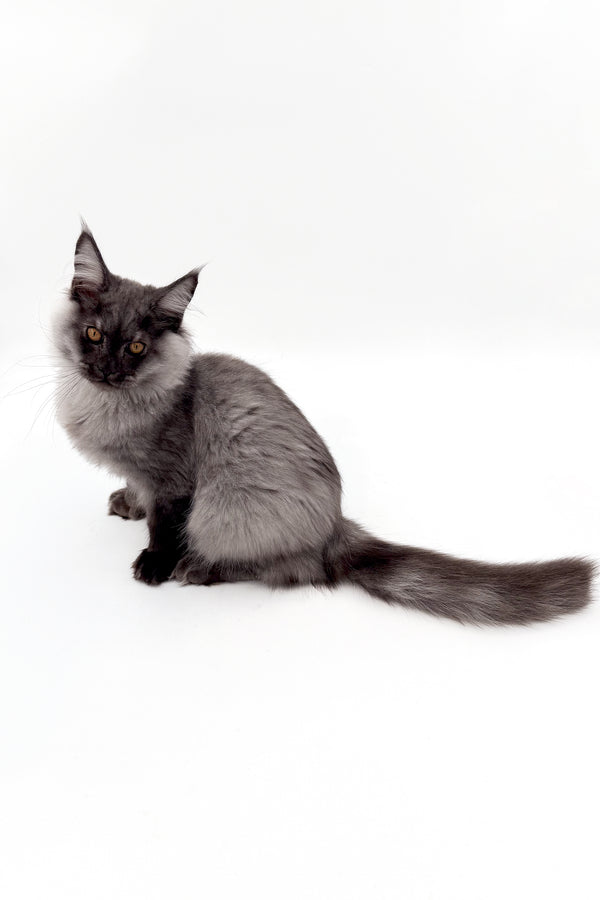Junon | Maine Coon Kitten