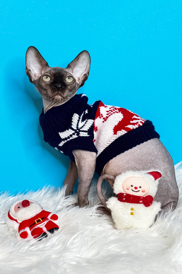 Jupiter | Canadian Sphynx Kitten