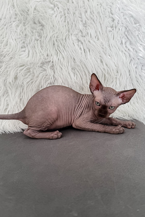 Jupiter | Canadian Sphynx Kitten