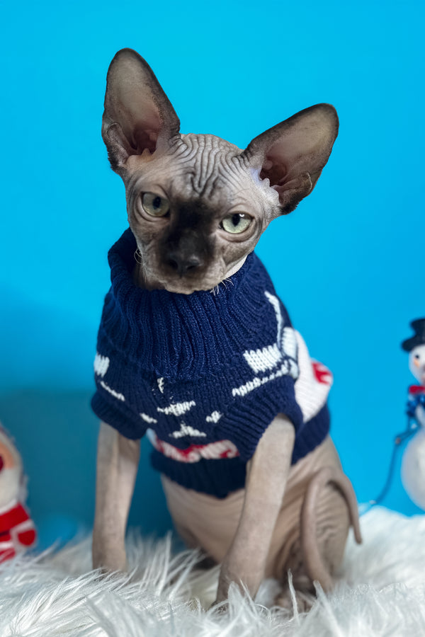 Jupiter | Canadian Sphynx Kitten