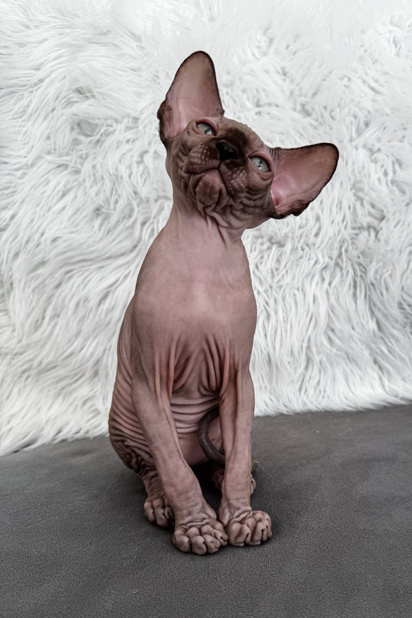 Jupiter | Canadian Sphynx Kitten