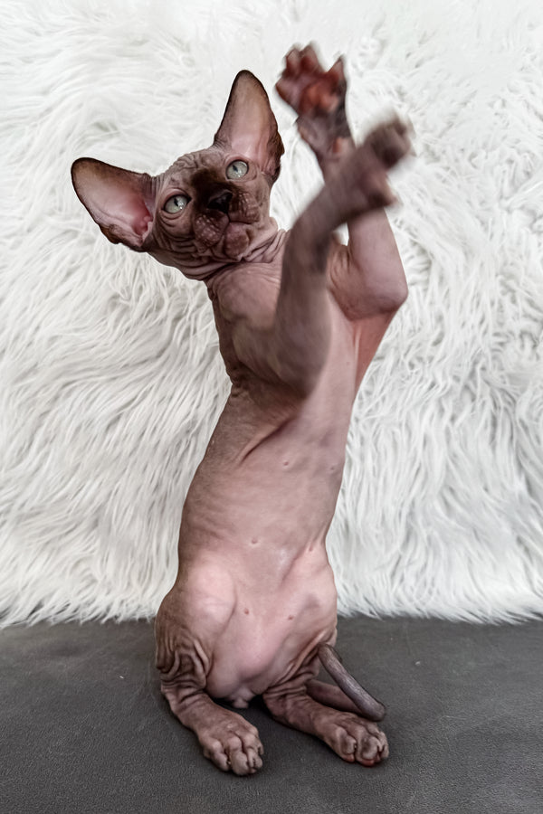 Jupiter | Canadian Sphynx Kitten