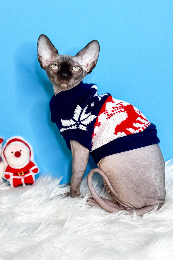 Jupiter | Canadian Sphynx Kitten