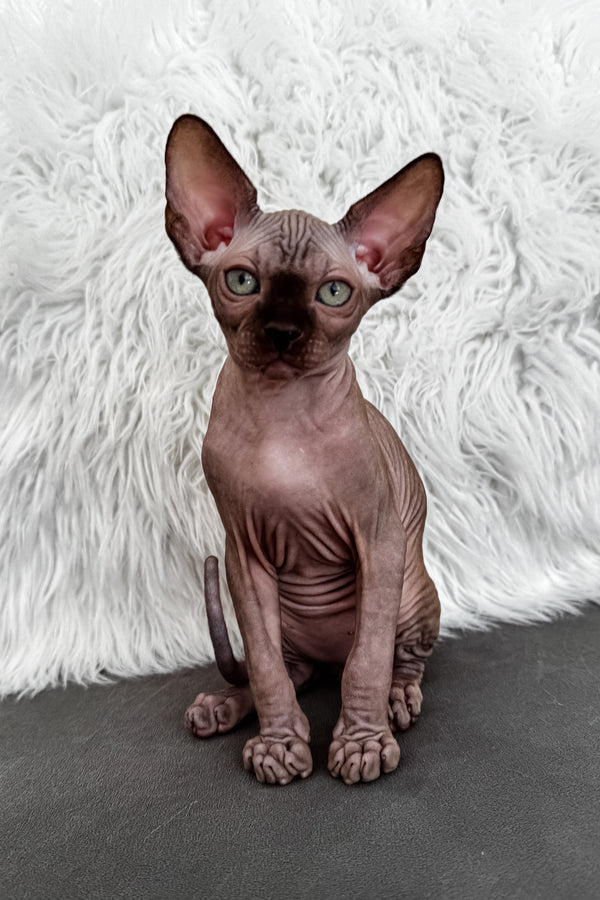 Jupiter | Canadian Sphynx Kitten