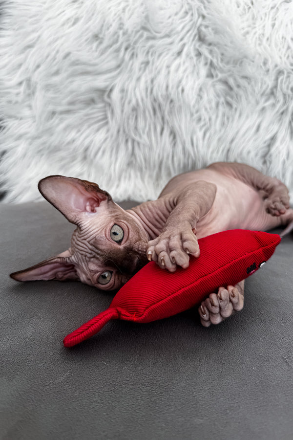 Jupiter | Canadian Sphynx Kitten