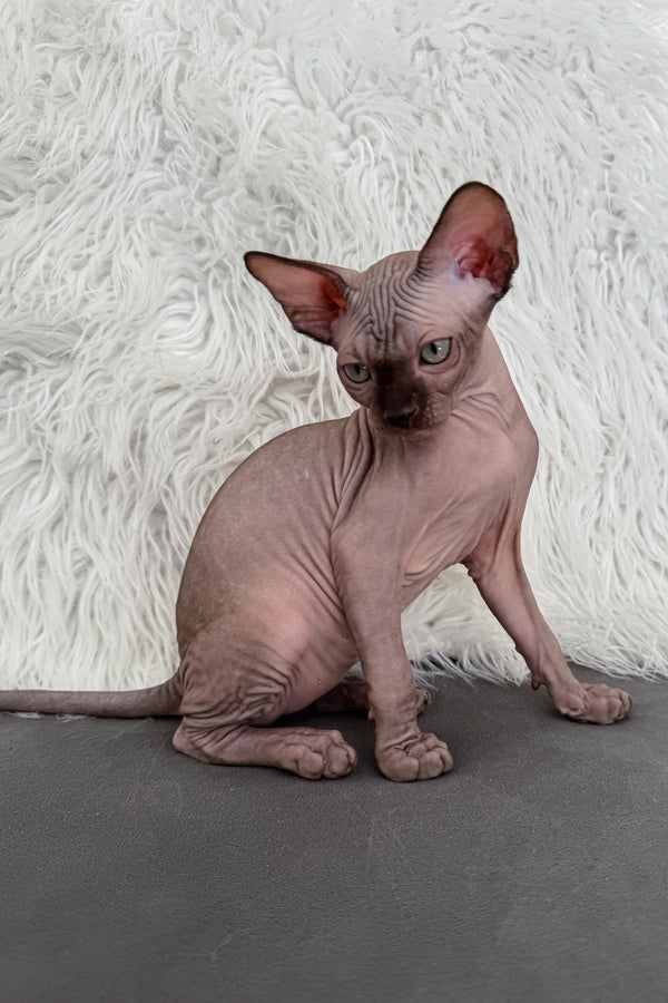 Jupiter | Canadian Sphynx Kitten