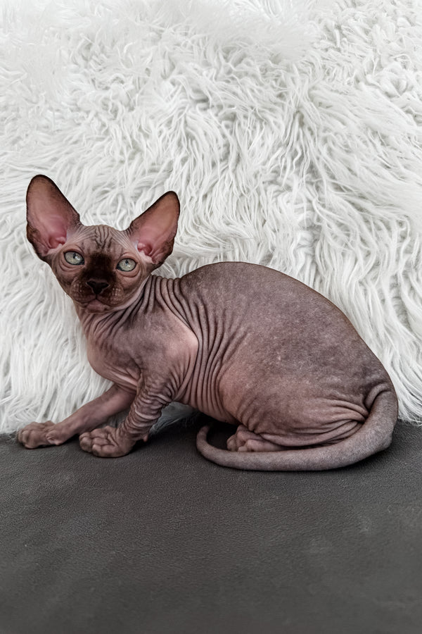 Jupiter | Canadian Sphynx Kitten