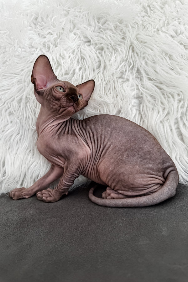 Jupiter | Canadian Sphynx Kitten