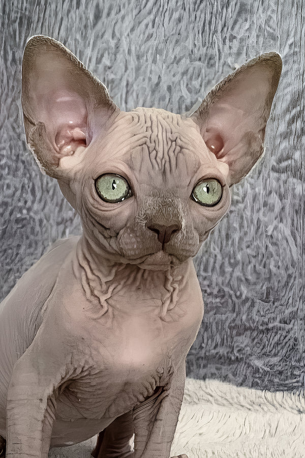 Justin | Canadian Sphynx Kitten
