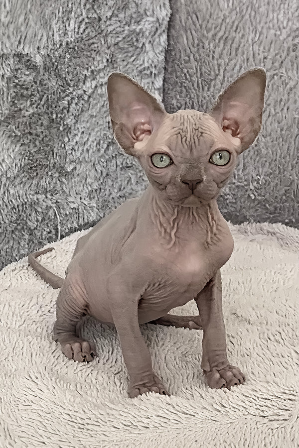 Justin | Canadian Sphynx Kitten