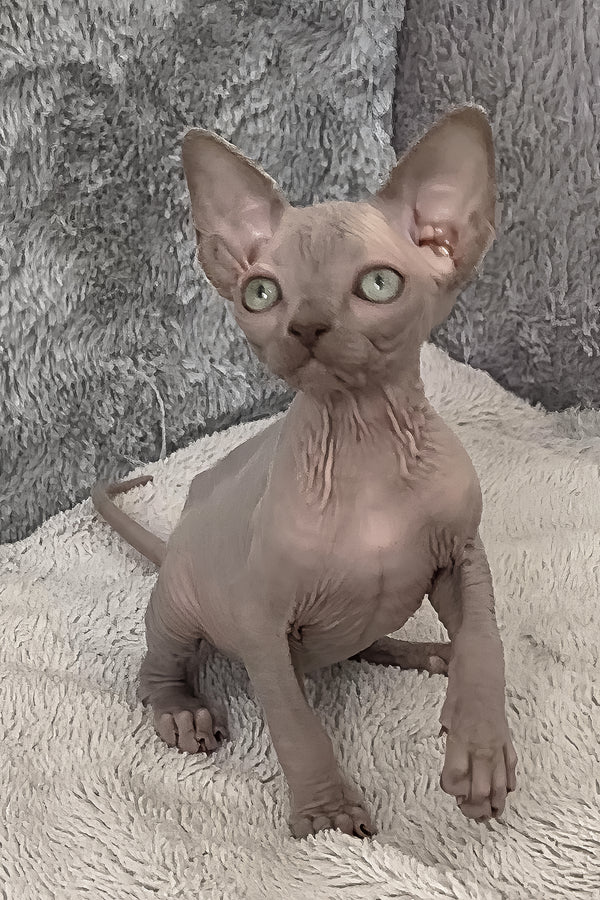 Justin | Canadian Sphynx Kitten