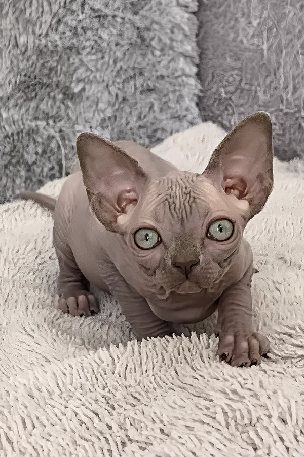 Justin | Canadian Sphynx Kitten