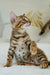 Justin | Bengal Kitten
