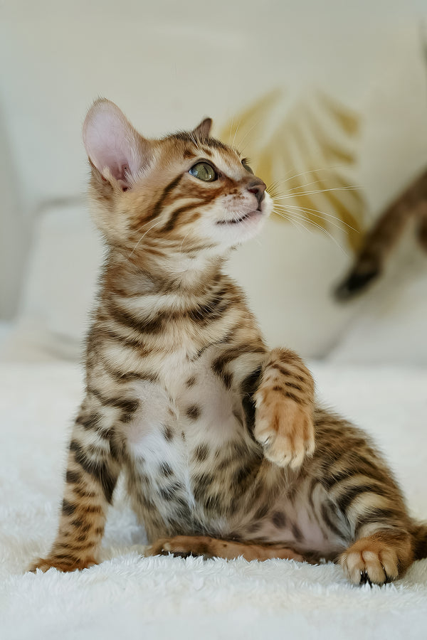 Justin | Bengal Kitten