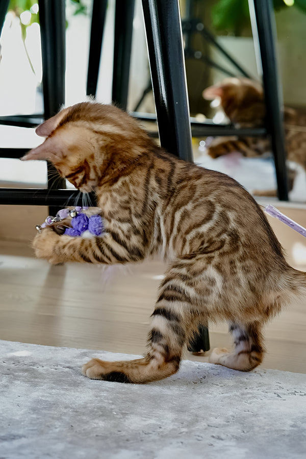 Justin | Bengal Kitten