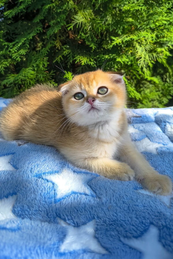 Justin | Scottish Fold Kitten