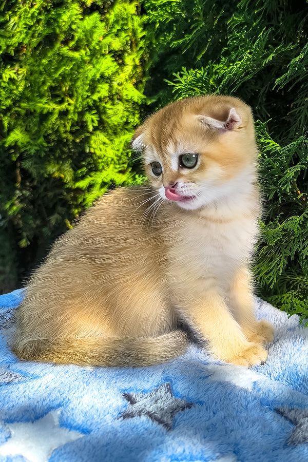 Justin | Scottish Fold Kitten