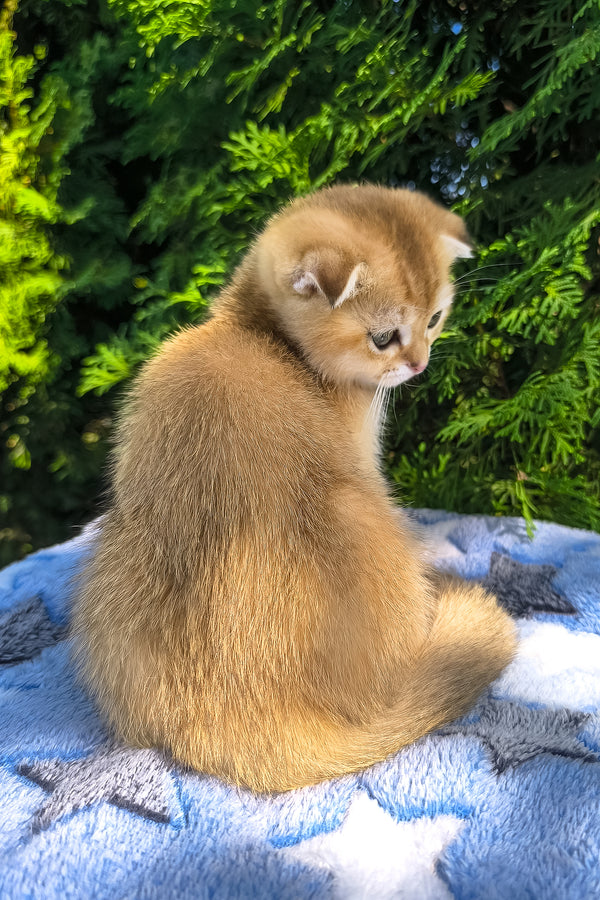 Justin | Scottish Fold Kitten