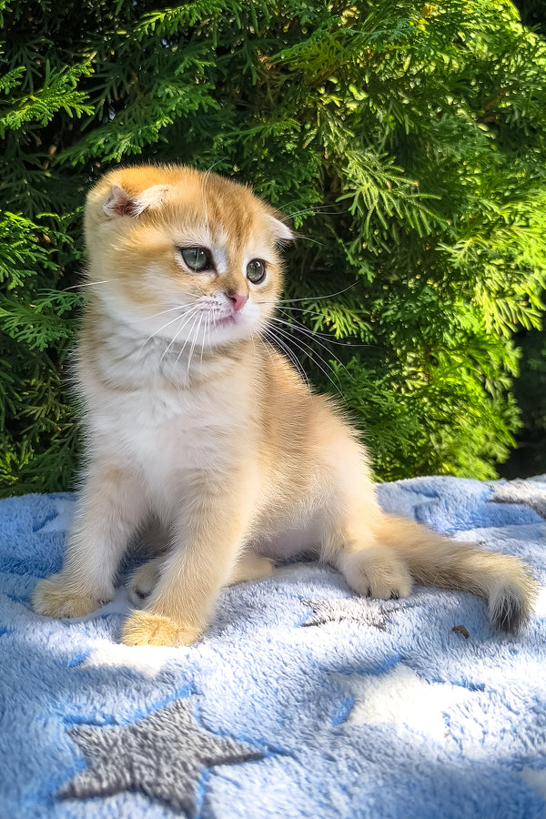 Justin | Scottish Fold Kitten