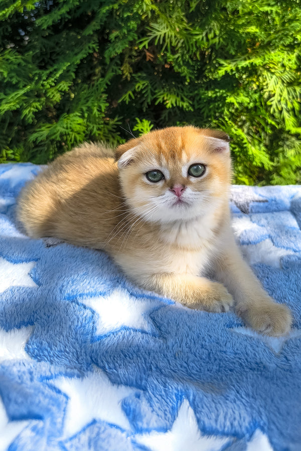 Justin | Scottish Fold Kitten