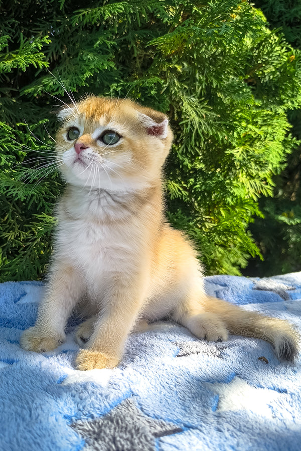 Justin | Scottish Fold Kitten