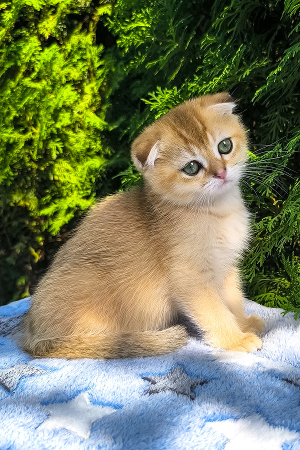 Justin | Scottish Fold Kitten