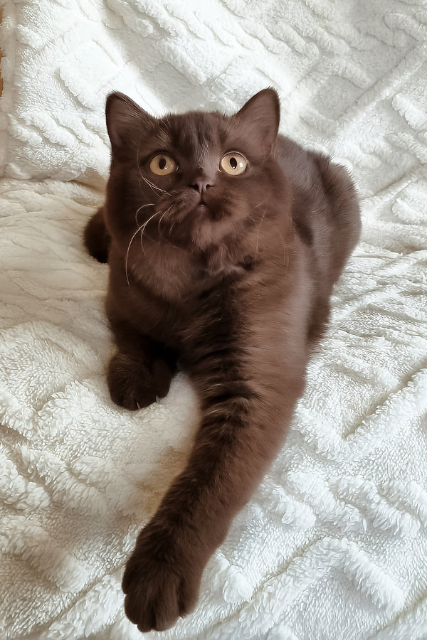 Kim | British Shorthair Kitten