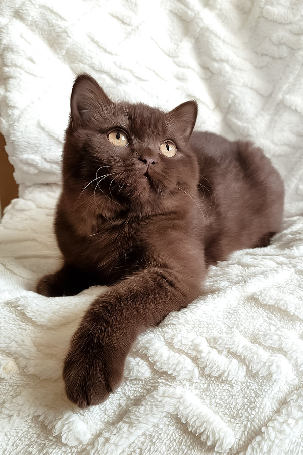 Kim | British Shorthair Kitten