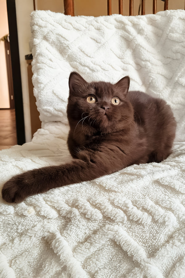 Kim | British Shorthair Kitten