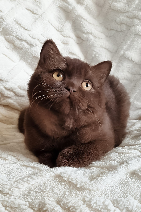 Kim | British Shorthair Kitten