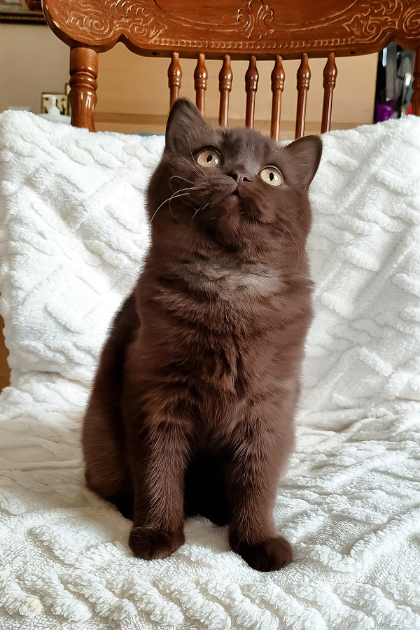 Kim | British Shorthair Kitten