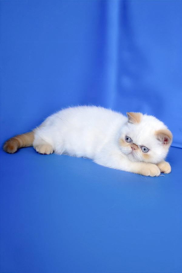 Kumir | Exotic Shorthair Kitten